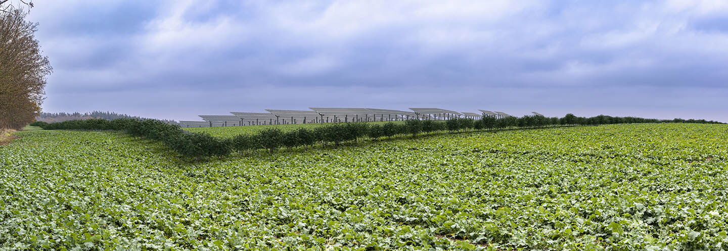 Agri-PV Visualisierung Gehölze.jpg