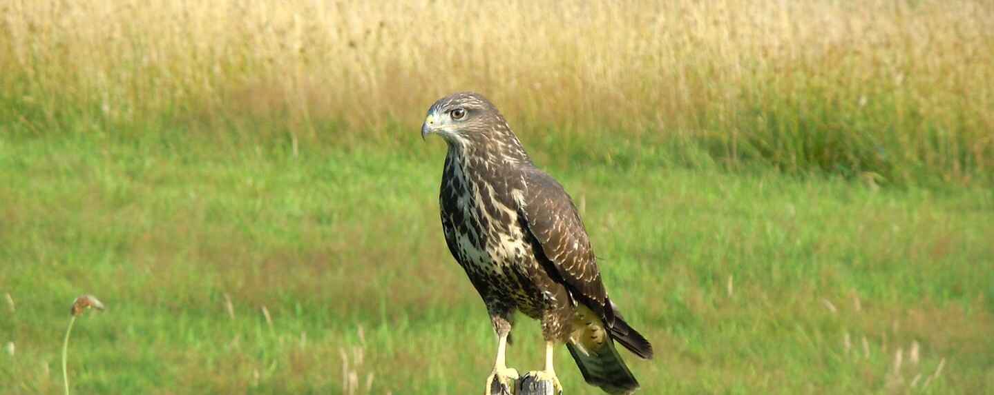 Greifvogel sitzt auf einer Wiese ?>